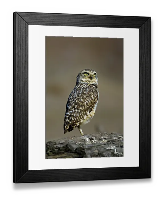 Framed Print : Burrowing Owl (Athene cunicularia)