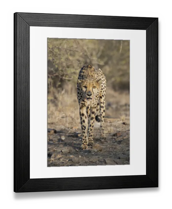 Framed Print : Cheetah (Acinonyx jubatus) with bloody mouth after feeding