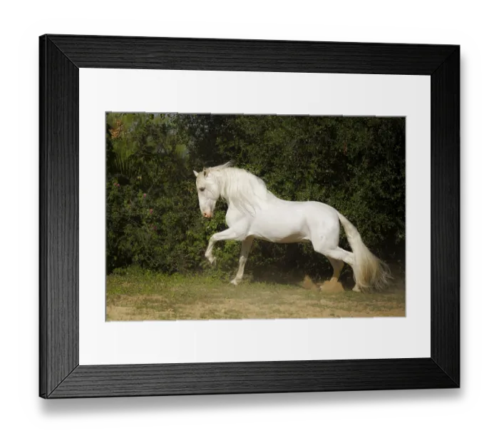 Framed Print : Spanish grey stallion on the move, Andalusia Framed Print : Spanish grey stallion on the move, Andalusia