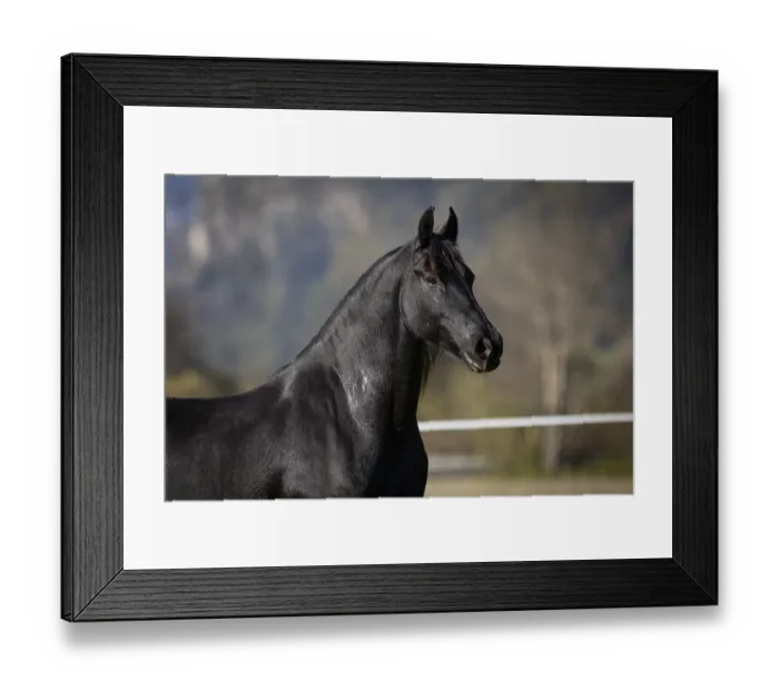 Framed Print : Frisian gelding in the pasture in autumn