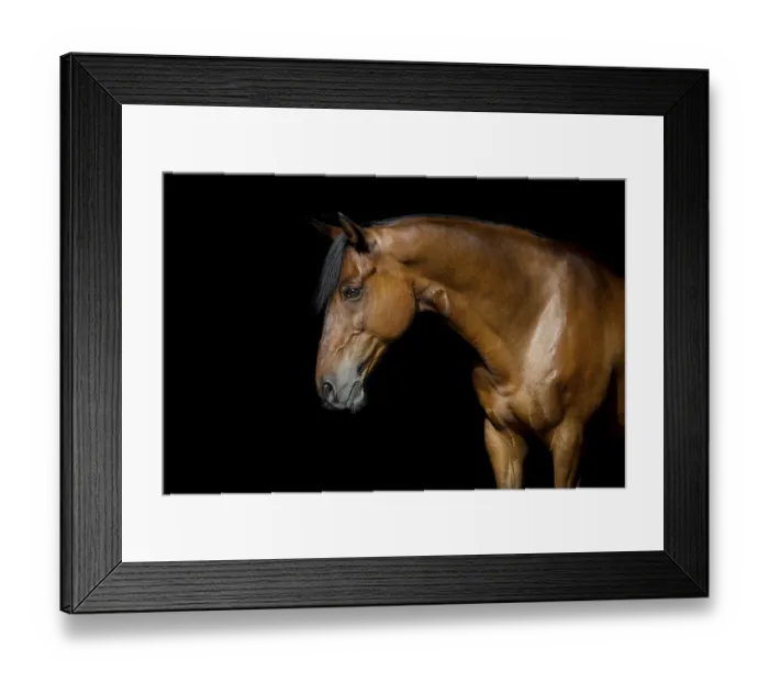 Framed Print : Brown Andalusian gelding in portrait in front of black background