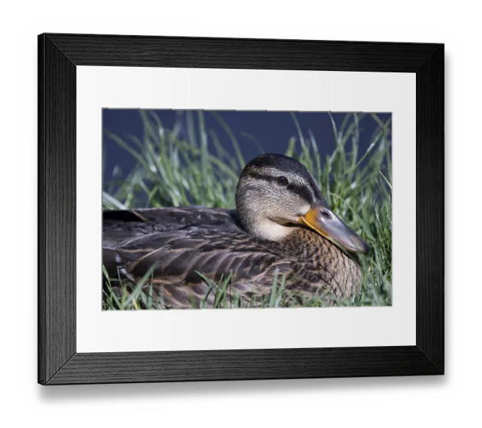 Framed Print : Close-up of a duck lying in the grass on the shore of a lake