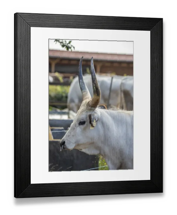 Framed Print : Grey Cattle, Hungarian Grey Cattle Framed Print : Grey Cattle, Hungarian Grey Cattle