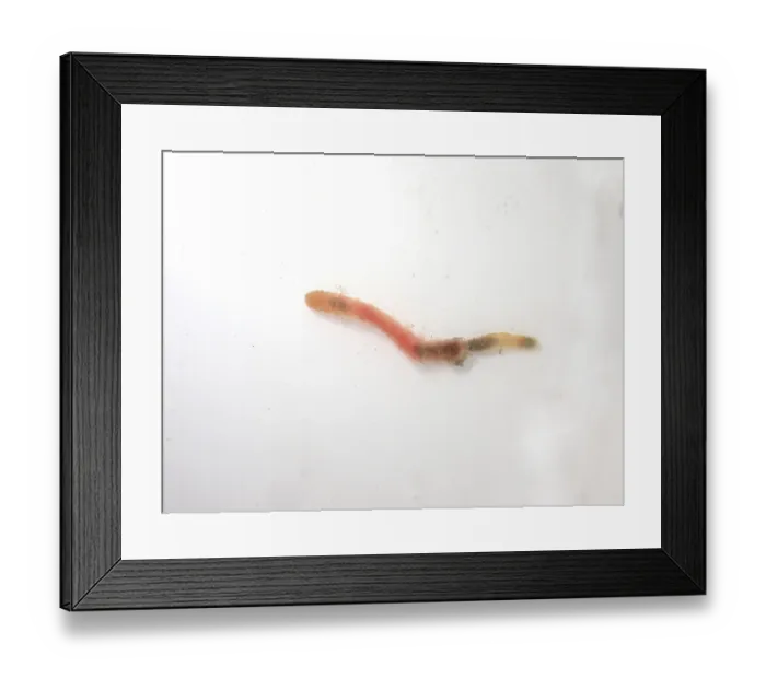 Framed Print : Lugworm (Arenicola marina), young specimen Framed Print : Lugworm (Arenicola marina), young specimen