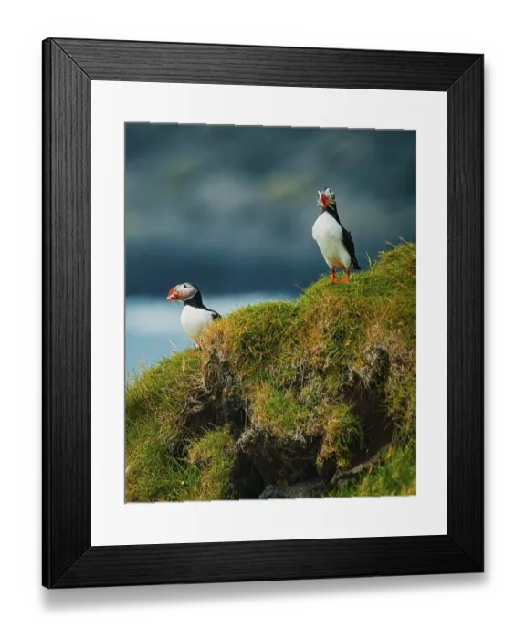 Framed Print : Two puffins standing on lush grass with an ocean view in the background Framed Print : Two puffins standing on lush grass with an ocean view in the background