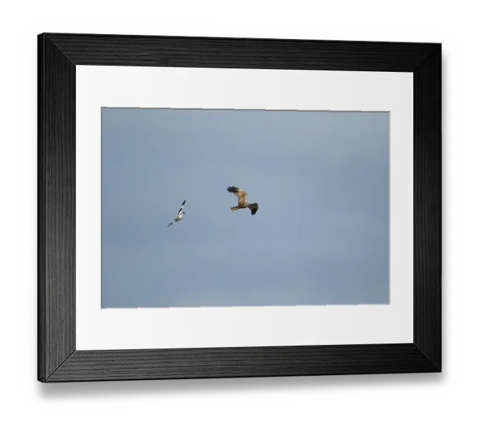 Framed Print : Pied avocet (Recurvirostra avosetta) adult bird calling in flight whilst chasing a Marsh harrier (Circus aeruginosus)