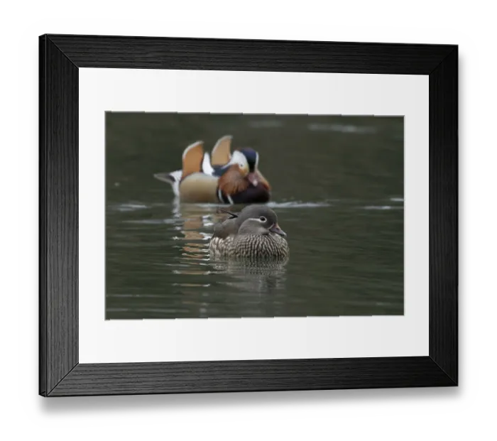 Framed Print : Mandarin duck (Aix galericulata) adult female and male birds on a lake