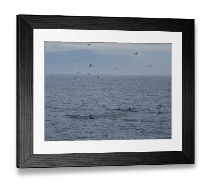 Framed Print : Seagulls and dolphins, Faxafloi Bay Framed Print : Seagulls and dolphins, Faxafloi Bay