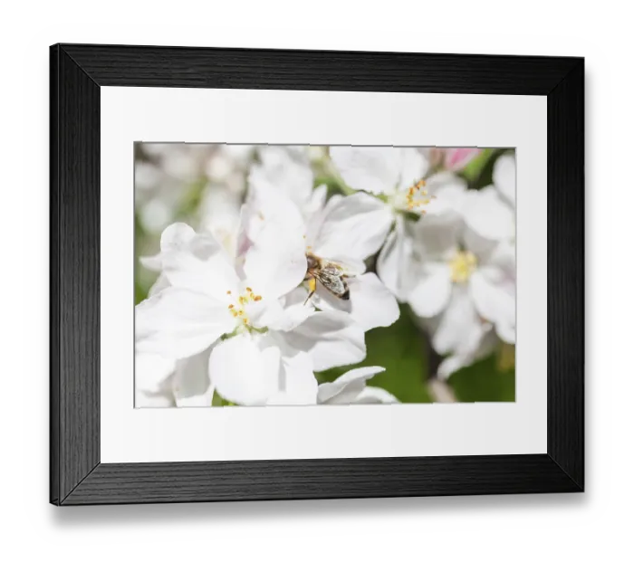 Framed Print : Apple blossom (Malus domestica) with honey bee (Apis mellifera)