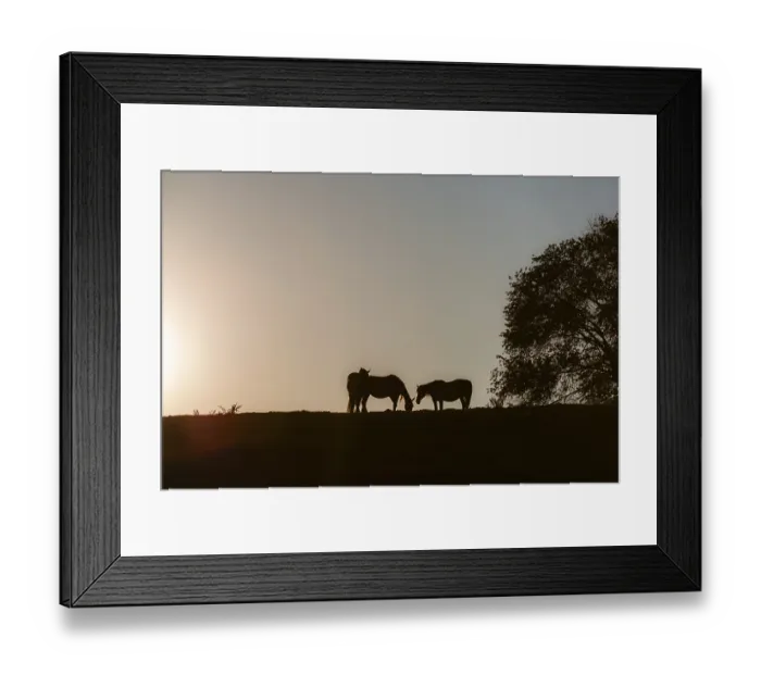 Framed Print : Horses on a hill at sunset, Riegersburg
