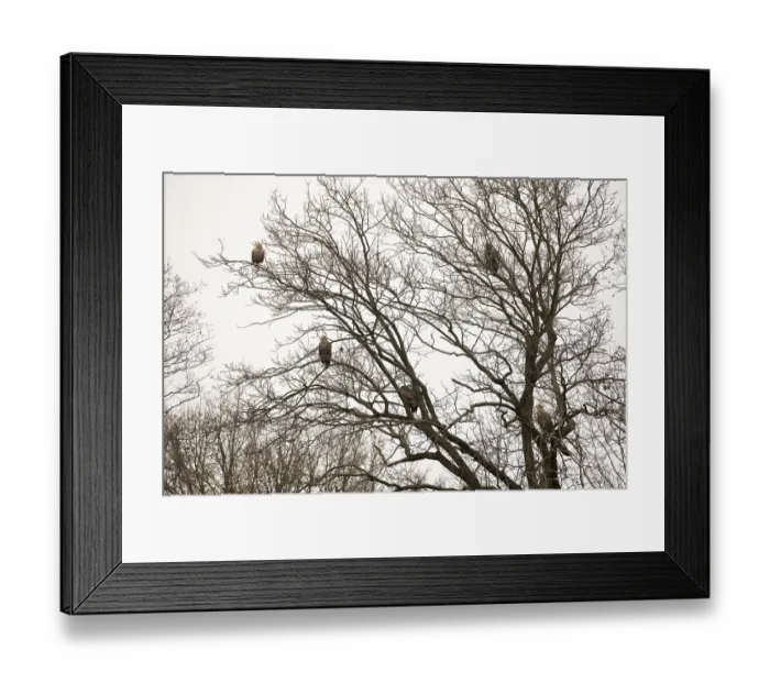 Framed Print : Haliaeetus albicilla, white taled eagle, Poland