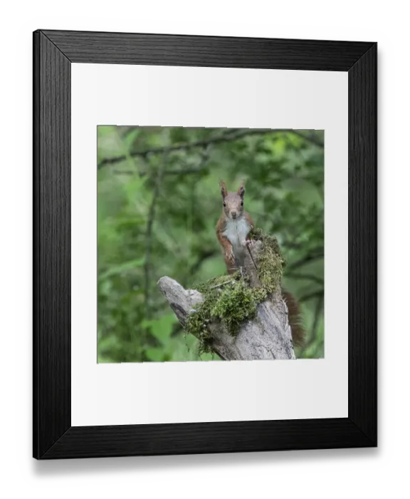 Framed Print : Sciurus vulgaris, red squirrel, italy