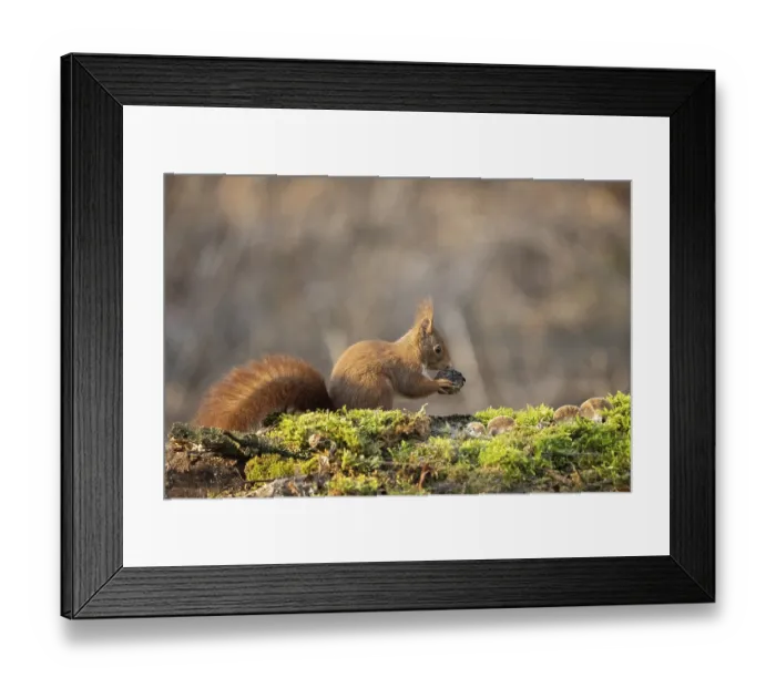 Framed Print : Sciurus vulgaris, italy Framed Print : Sciurus vulgaris, italy