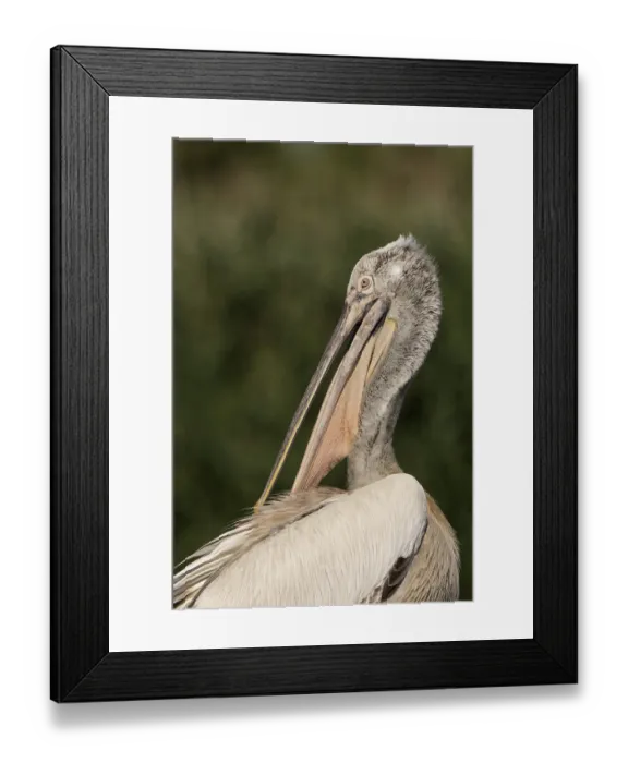 Framed Print : Pelecanus crispus, danube delta, romania