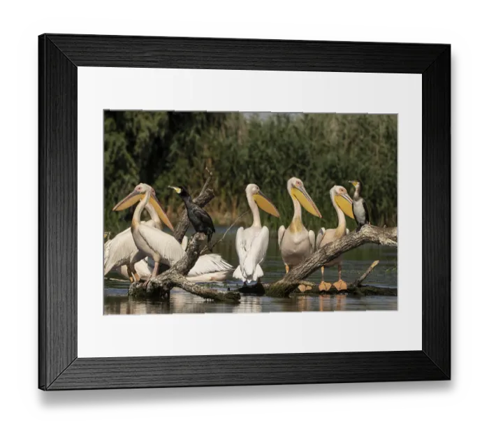 Framed Print : Pelecanus onocrotalus, danube delta, romania