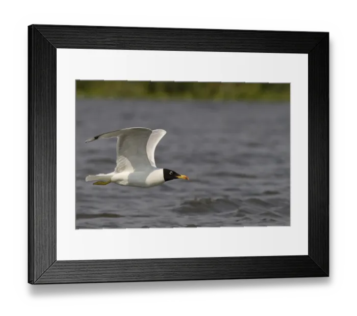 Framed Print : Ichthyaetus ichthyaetus, danube delta, romania