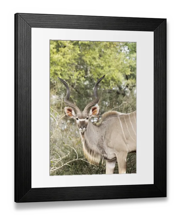 Framed Print : Kudu, Kruger National Park, South Africa