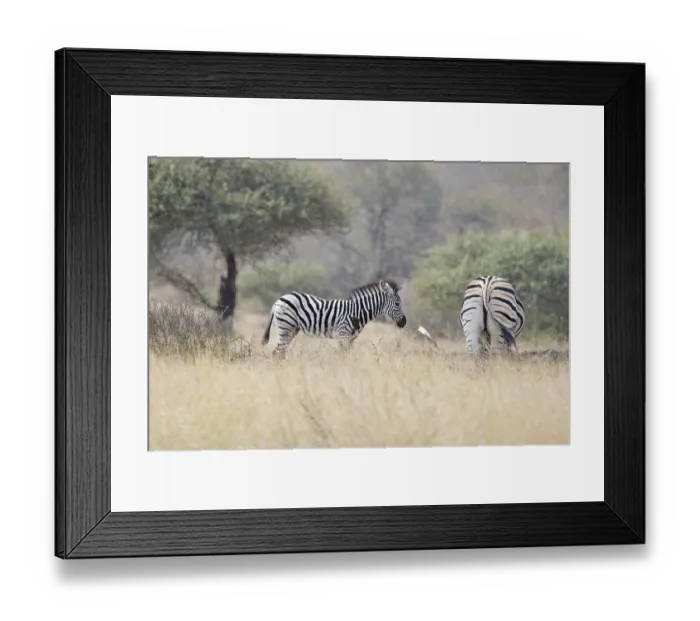 Framed Print : Equus quagga, landscape, Kruger National Park Framed Print : Equus quagga, landscape, Kruger National Park