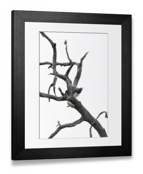 Framed Print : Polemaetus bellicosus, Kruger National Park Framed Print : Polemaetus bellicosus, Kruger National Park