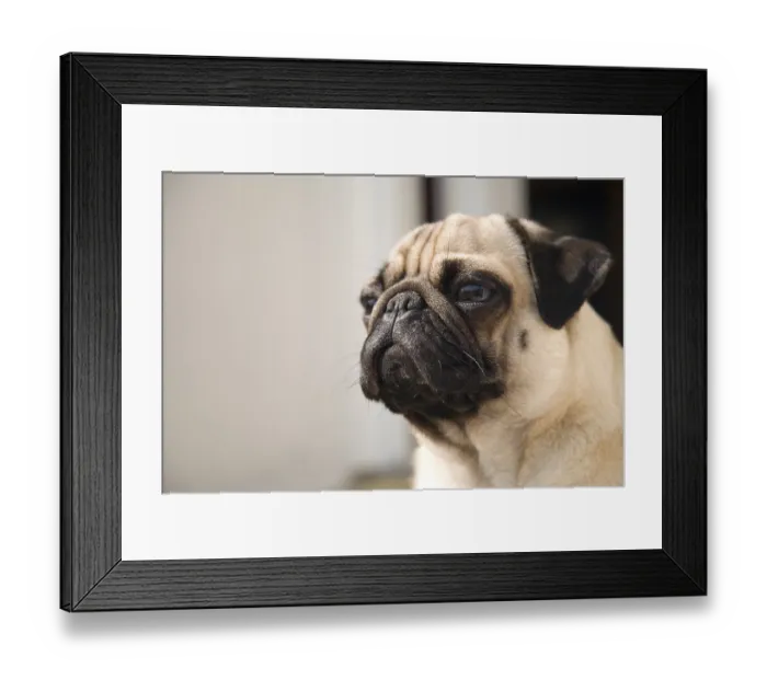 Framed Print : Young pug dozing, portrait