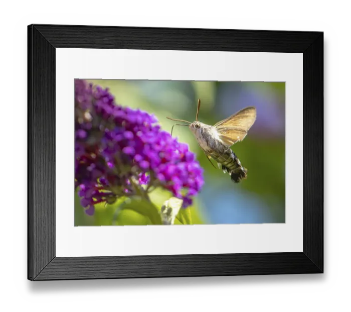 Framed Print : Dove tail (Macroglossum stellatarum) drinking from flowers of the summer lilac (Buddleja davidii)