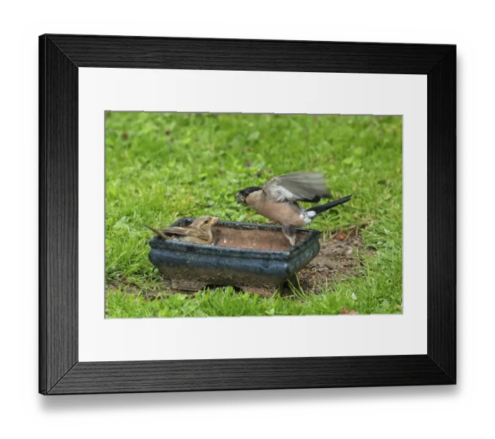 Framed Print : Bullfinch female with open wings sitting on pot in green grass House sparrow looking threateningly at each other