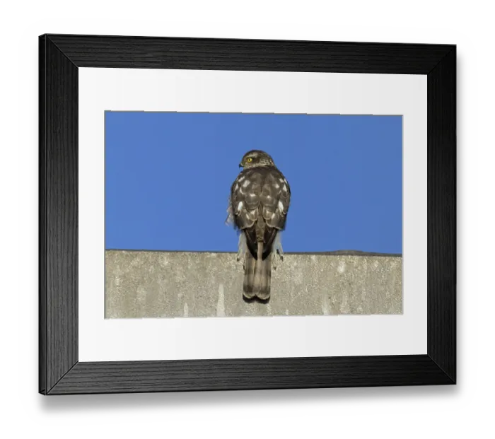 Framed Print : Sparrowhawk sitting on concrete wall looking from behind left in front of blue sky Framed Print : Sparrowhawk sitting on concrete wall looking from behind left in front of blue sky
