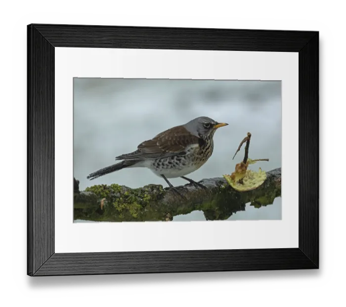 Framed Print : Juniper thrush standing on branch next to apple with snow looking right Framed Print : Juniper thrush standing on branch next to apple with snow looking right