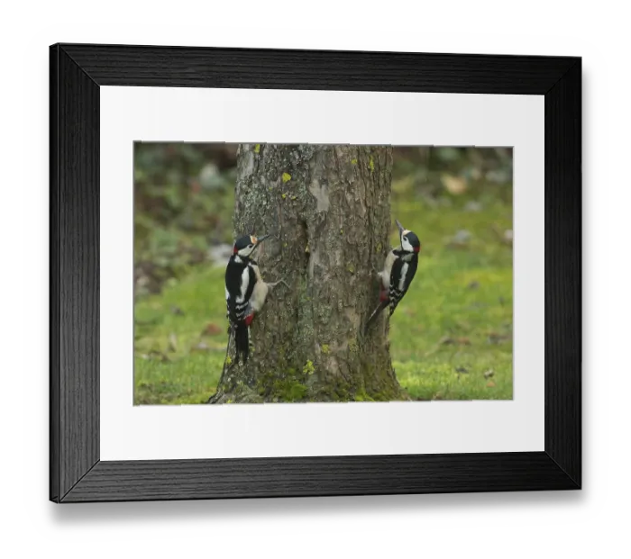 Framed Print : Great spotted woodpecker two males sitting in green grass next to tree trunk Framed Print : Great spotted woodpecker two males sitting in green grass next to tree trunk