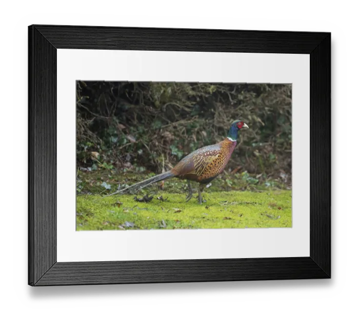 Framed Print : Male pheasant walking in green grass in front of garden hedge looking right