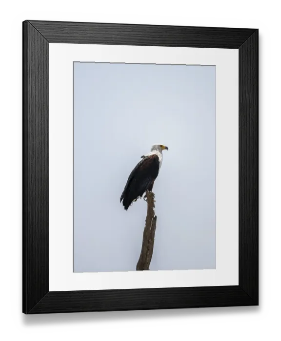 Framed Print : African fish eagle (Haliaeetus vocifer) perched on a branch Framed Print : African fish eagle (Haliaeetus vocifer) perched on a branch