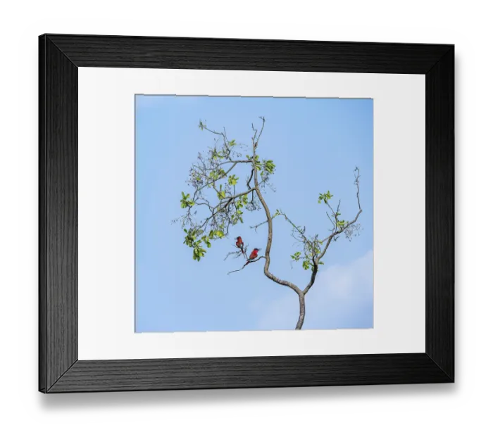 Framed Print : Scarlet Bee-eater (Merops nubicoides)