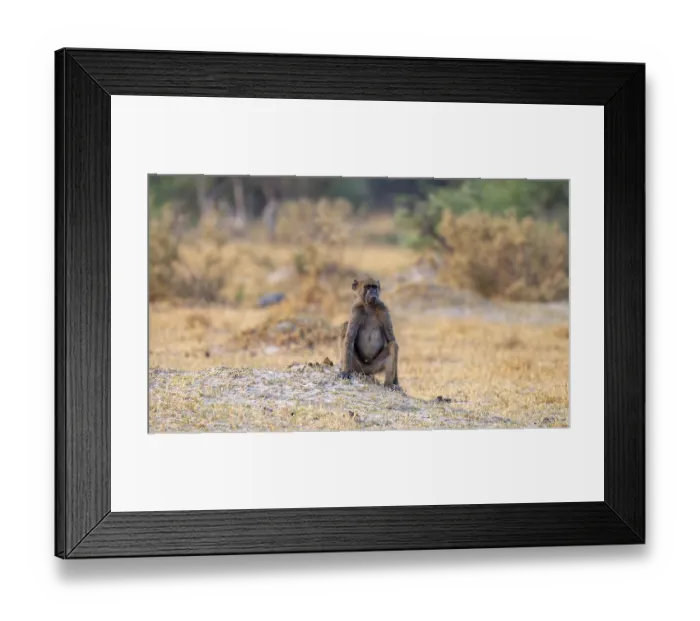 Framed Print : Bear baboon (Papio ursinus), adult male