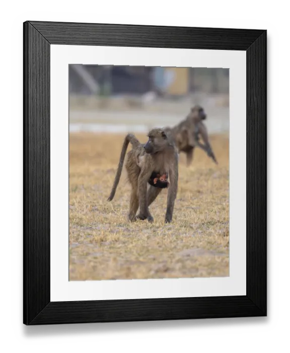 Framed Print : Bear baboon (Papio ursinus) young clinging to the mother's belly