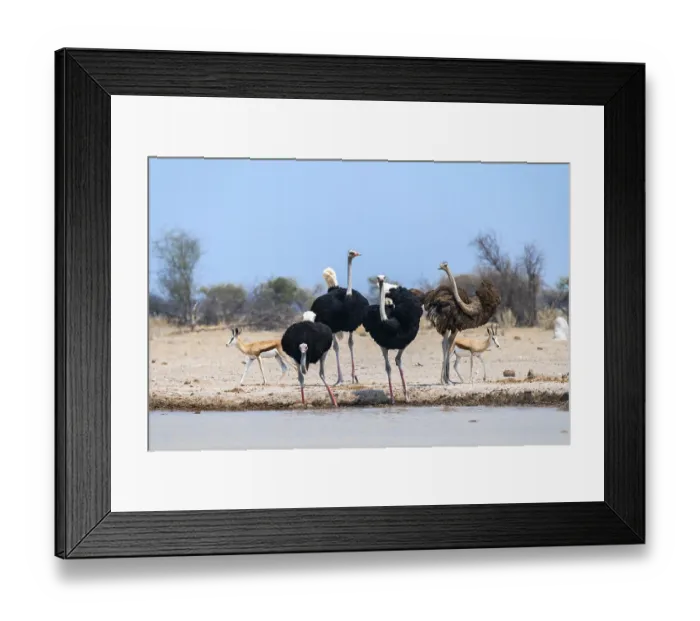 Framed Print : Common ostrich (Struthio camelus) Framed Print : Common ostrich (Struthio camelus)