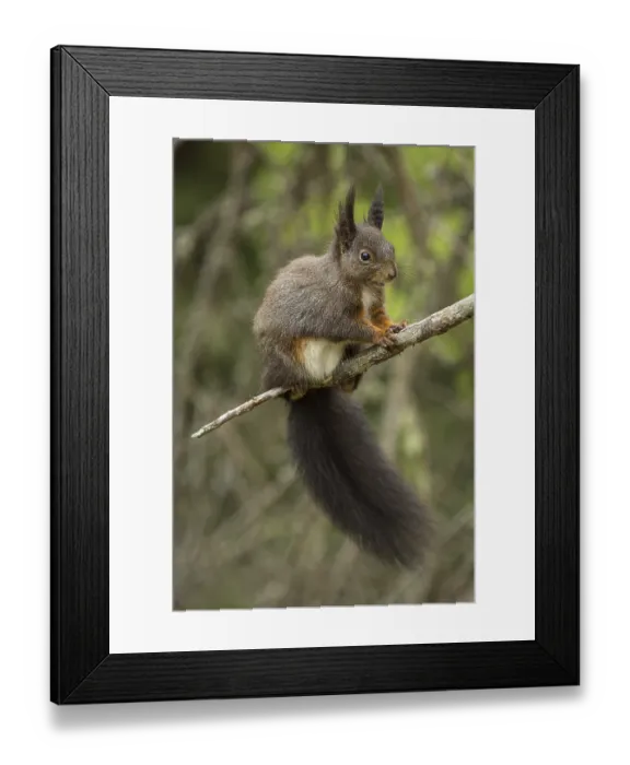 Framed Print : Eurasian red squirrel (Sciurus vulgaris) Framed Print : Eurasian red squirrel (Sciurus vulgaris)