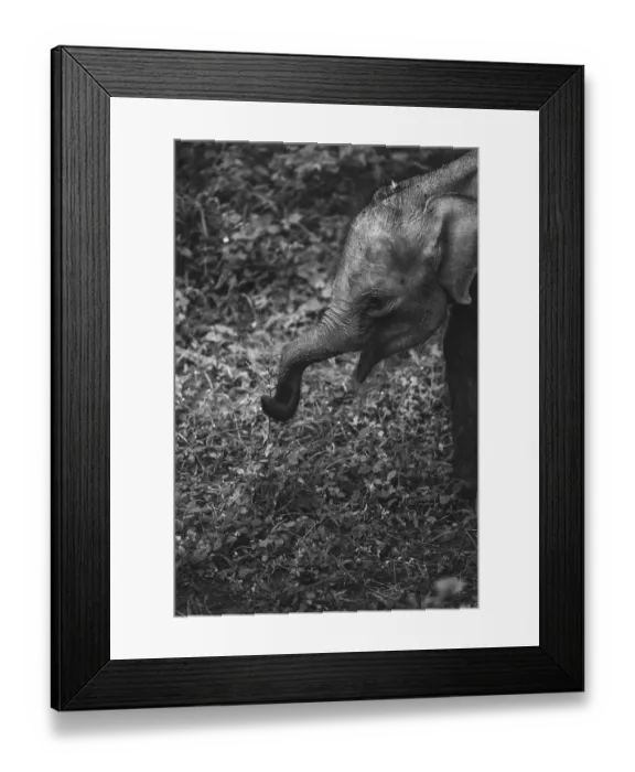 Framed Print : A young elephant calf grazing in its natural environment Framed Print : A young elephant calf grazing in its natural environment