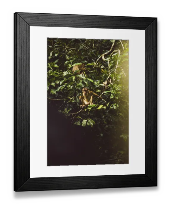 Framed Print : A monkey screams in the dense foliage of a tree