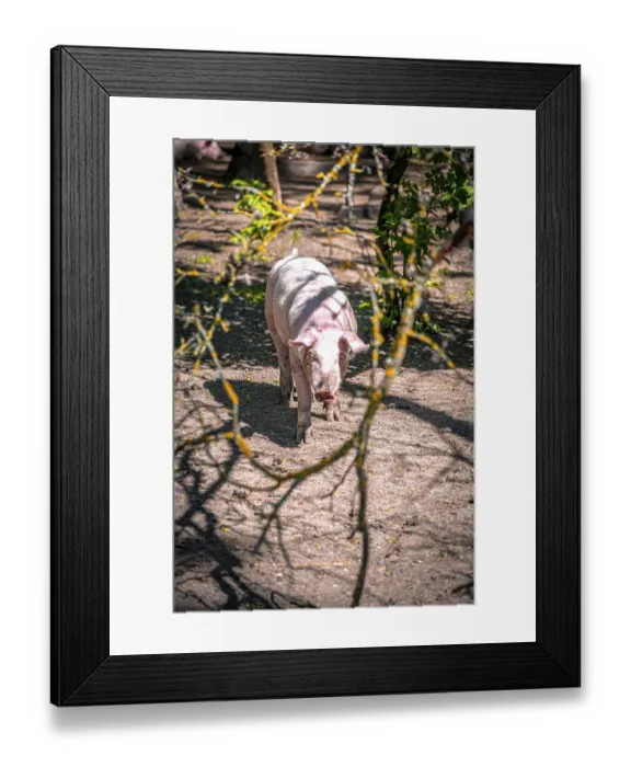 Framed Print : A pig stands on a wooded path with plays of light and shadow