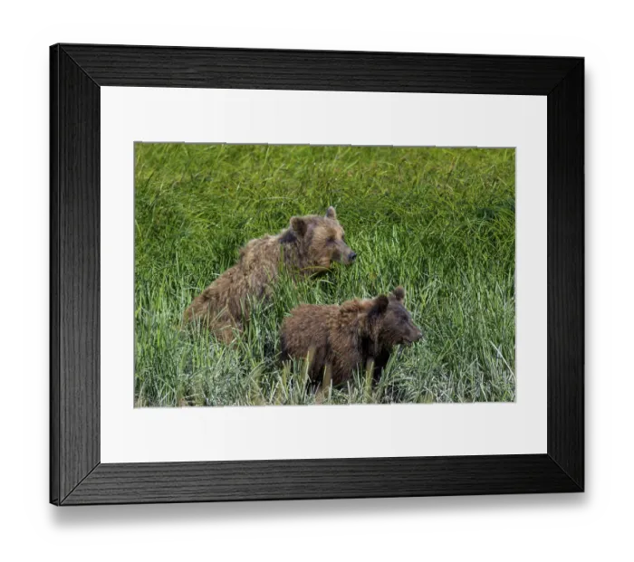 Framed Print : Two grizzly bears (Ursus arctos horribilis) in a dense grass field in the wild