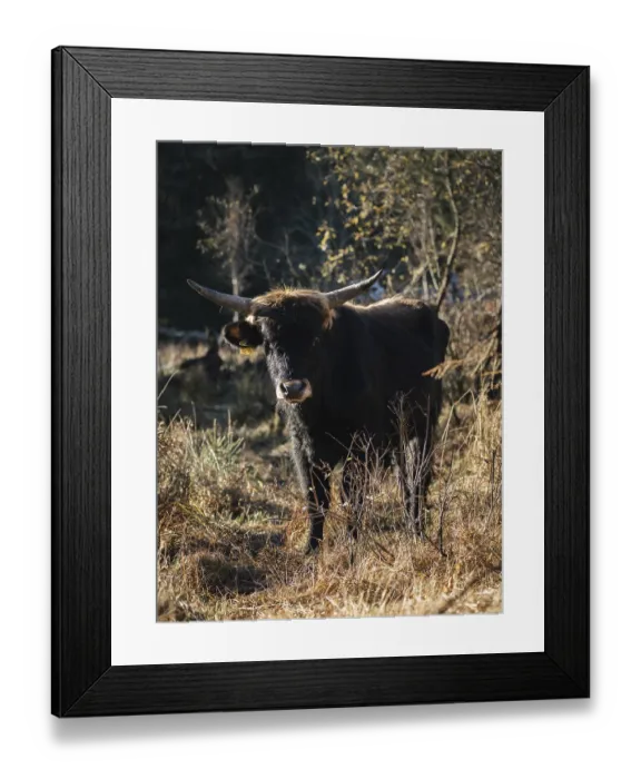 Framed Print : A strong black bull with horns stands in a forest flooded with sunlight Framed Print : A strong black bull with horns stands in a forest flooded with sunlight