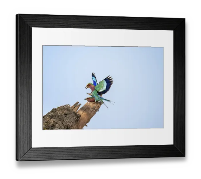 Framed Print : Forked Roller (Coracias caudatus) Framed Print : Forked Roller (Coracias caudatus)