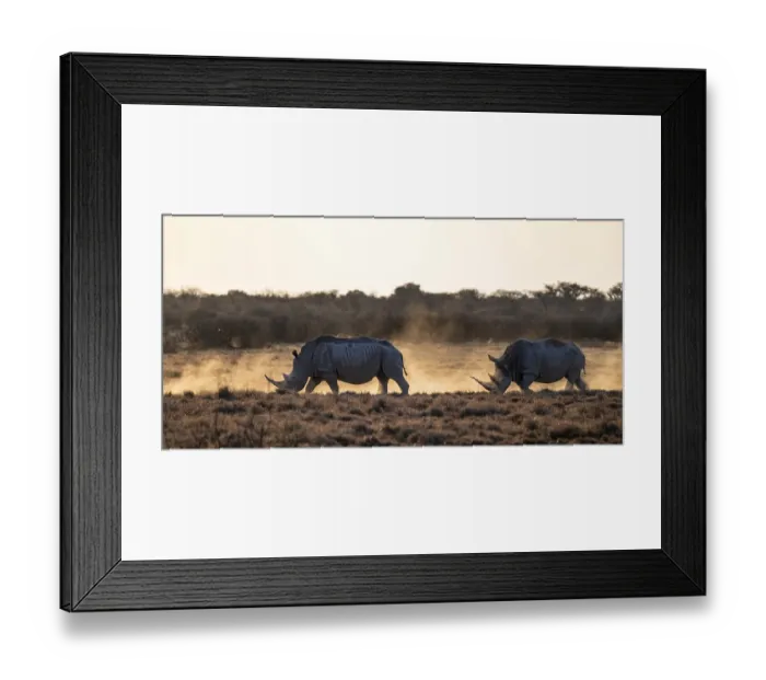 Framed Print : Southern white rhinoceros (Ceratotherium simum simum) Framed Print : Southern white rhinoceros (Ceratotherium simum simum)