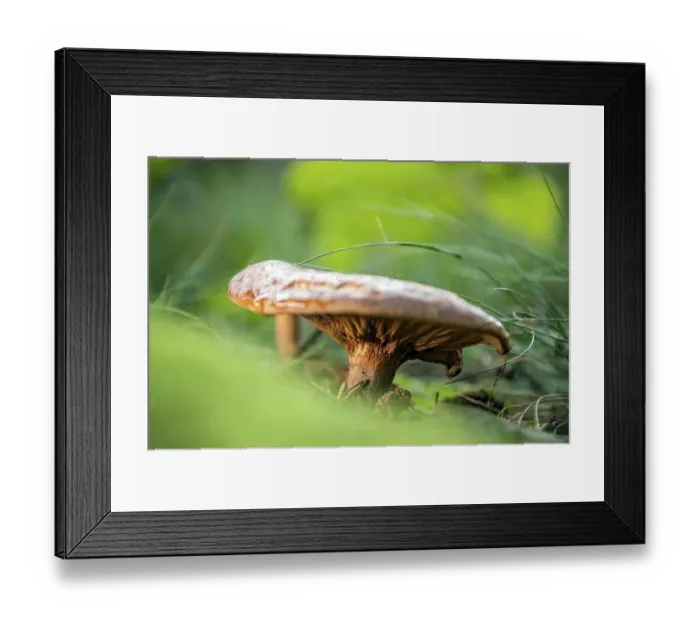Framed Print : Brown Roll-rim in autumn Framed Print : Brown Roll-rim in autumn