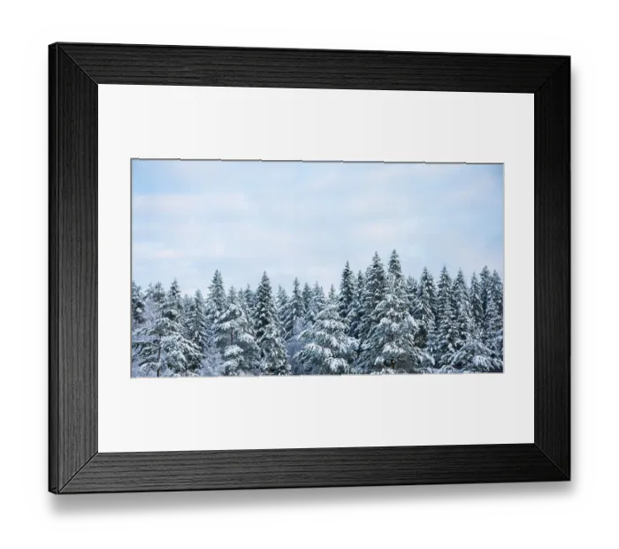 Framed Print : Snowy treetops and sky with cirrus clouds on sunny frosty day Framed Print : Snowy treetops and sky with cirrus clouds on sunny frosty day