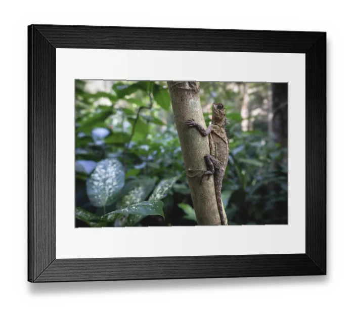 Framed Print : The Peninsular Horned Tree Lizard