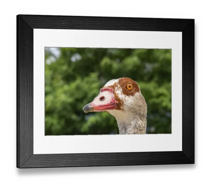 Framed Print : Nile goose portrait on the banks of the Rhine