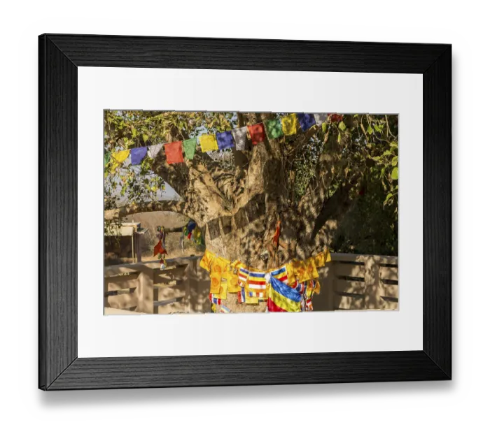 Framed Print : Sacred fig (Ficus religiosa) with Buddhist flags and prayer flags