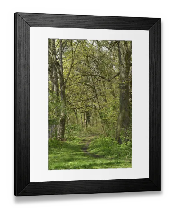 Framed Print : Waldweg, Schorfheide, Brandenburg, Germany