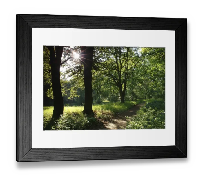 Framed Print : Forest Trail Sun Trees Path Hiking Trail